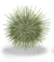 Illustration couleur d'un oursin vert.