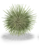 Illustration couleur d'un oursin vert.