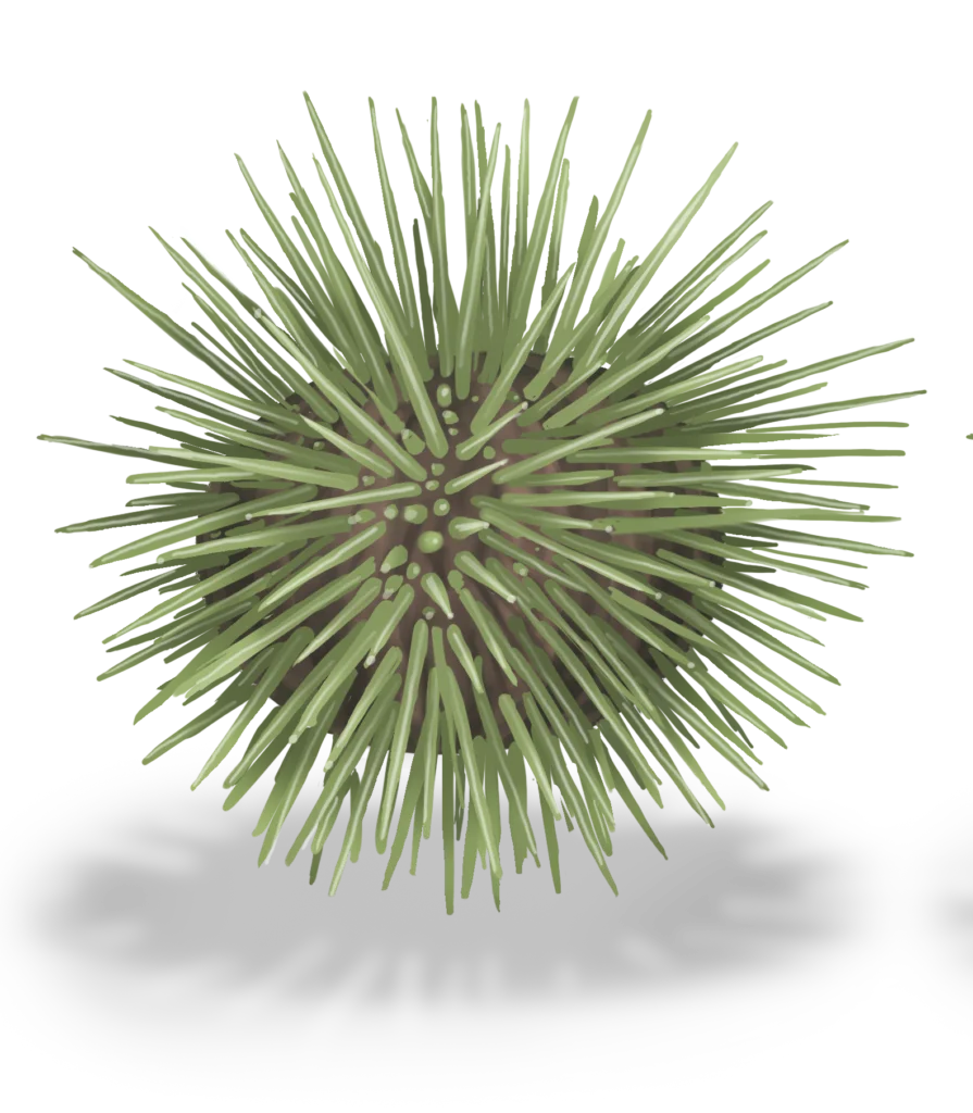 Colour illustration of a green sea urchin.