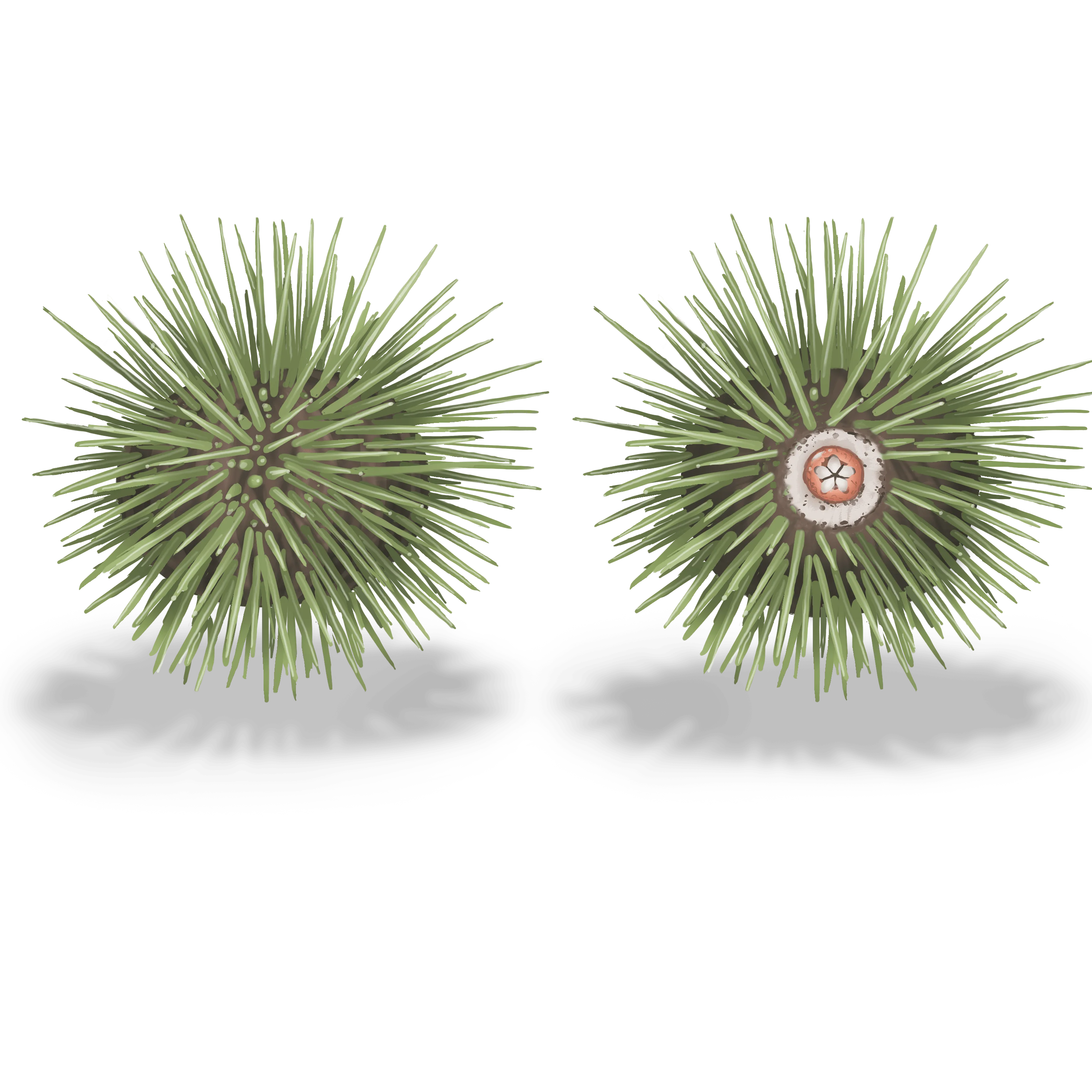 Illustration couleur de deux oursins verts, dont un la bouche visible.