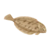 Colour illustration of a witch flounder.