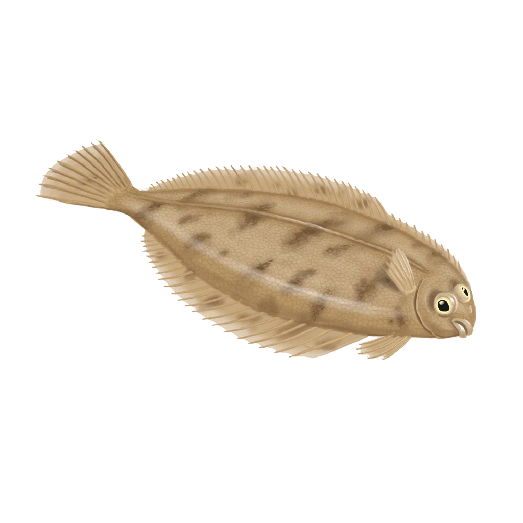 Colour illustration of a witch flounder.