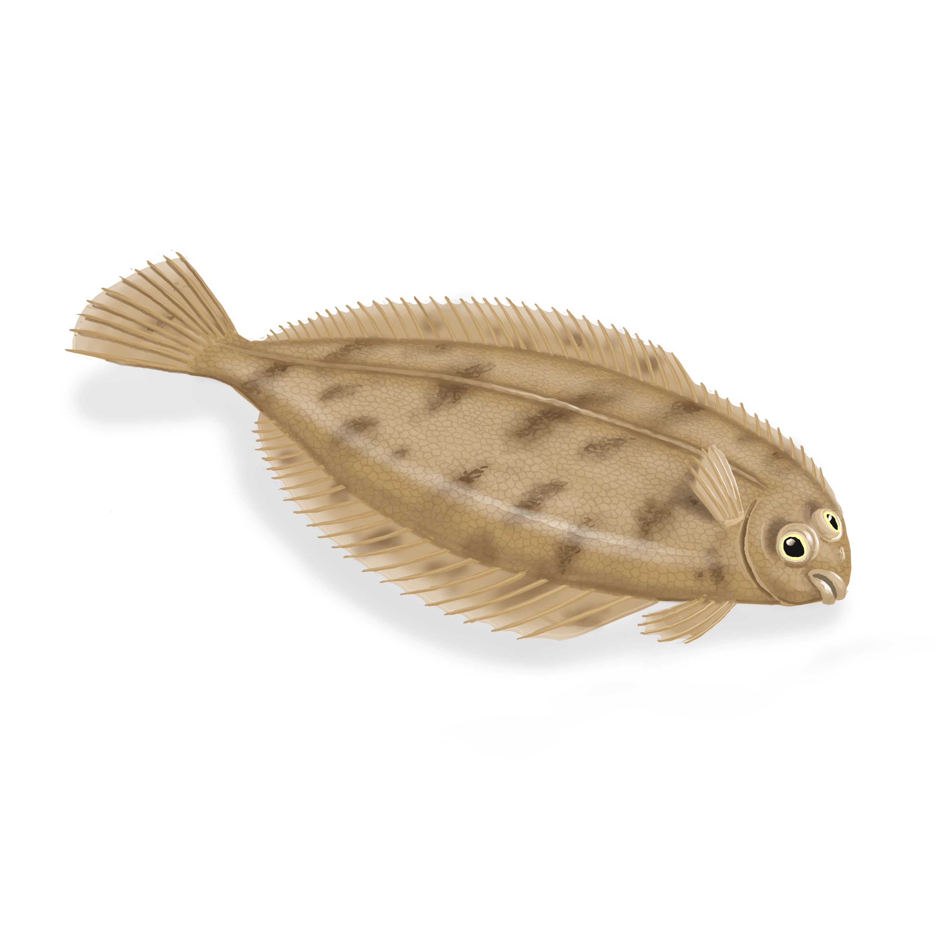 Colour illustration of a witch flounder.