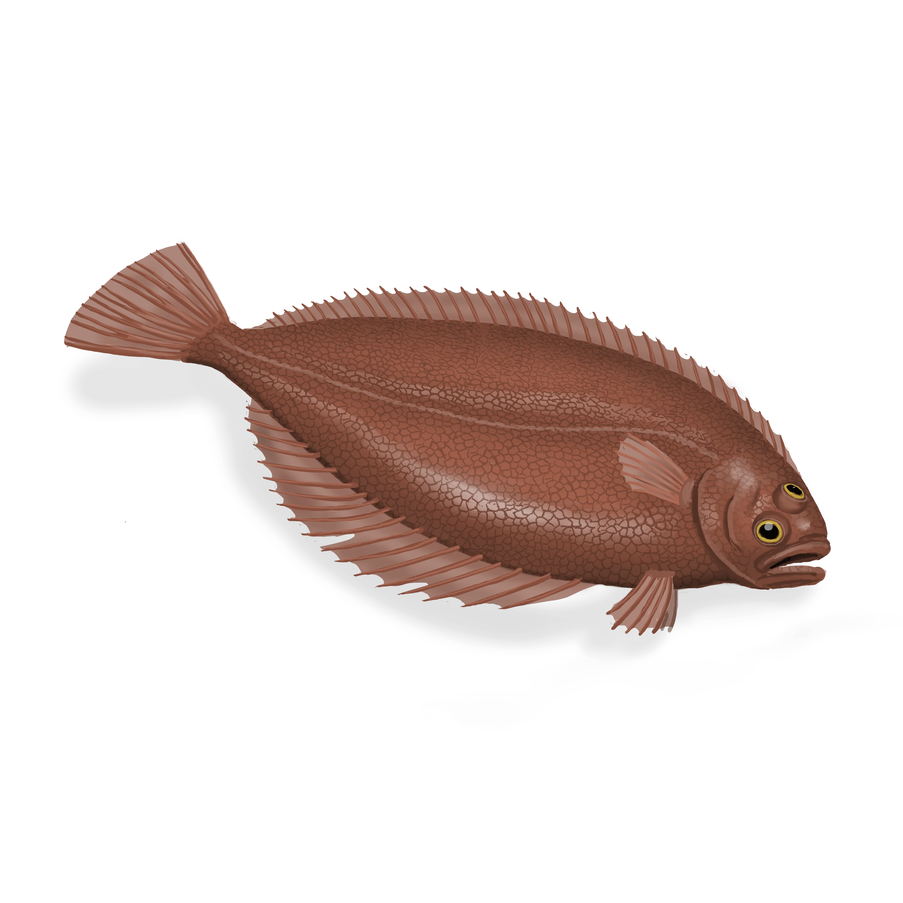 Colour illustration of an American place.