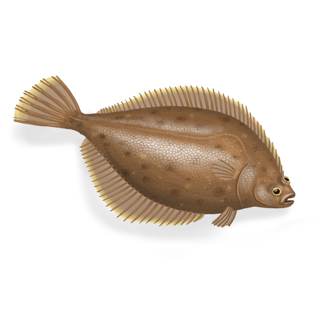 Colour illustration of a yellowtail flounder.