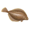 Colour illustration of a yellowtail flounder.