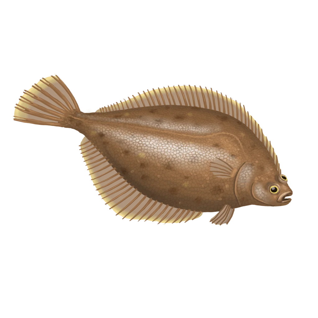 Colour illustration of a yellowtail flounder.