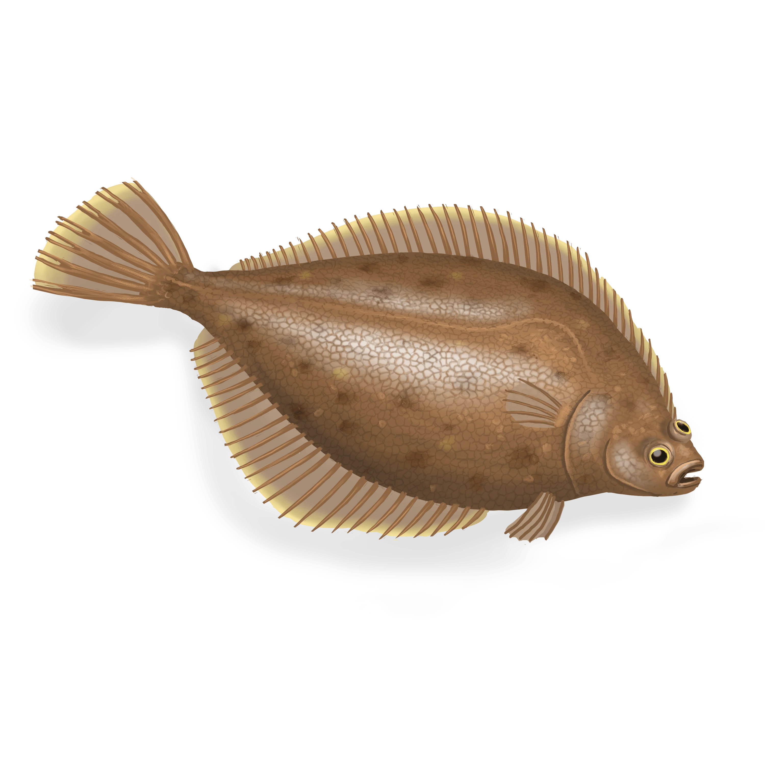Colour illustration of a yellowtail flounder.
