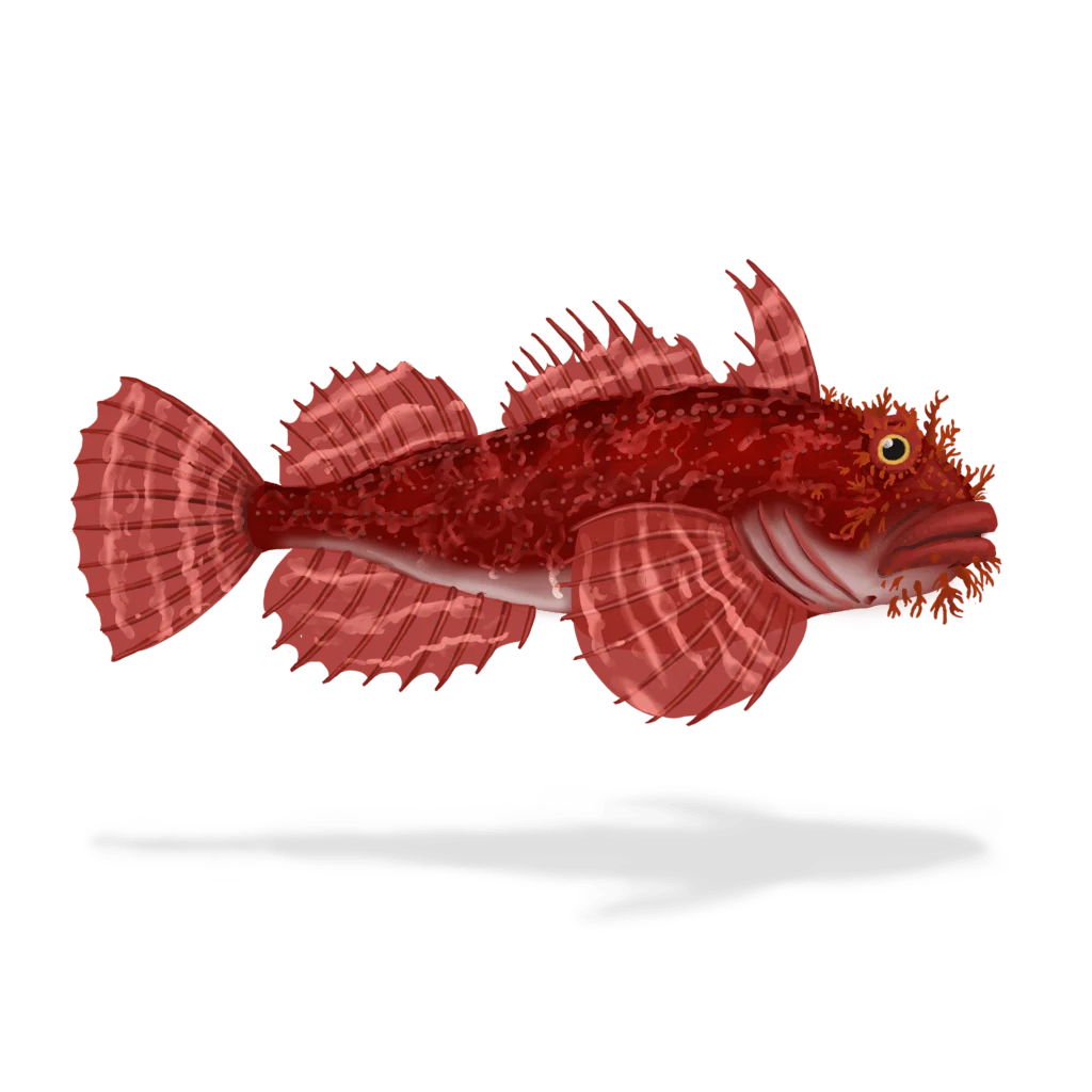 Colour illustration of a sea raven.