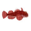 Colour illustration of a sea raven.