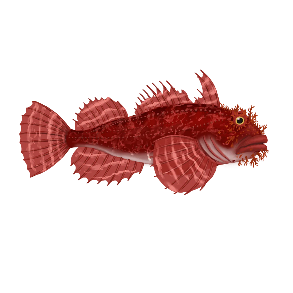 Colour illustration of a sea raven.