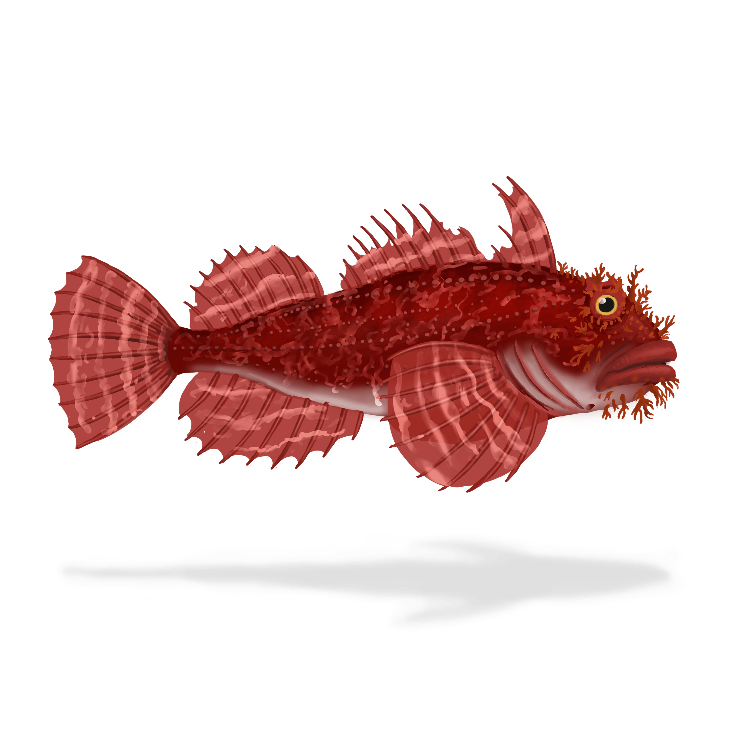 Illustration couleur d'un hémitriptère atlantique.