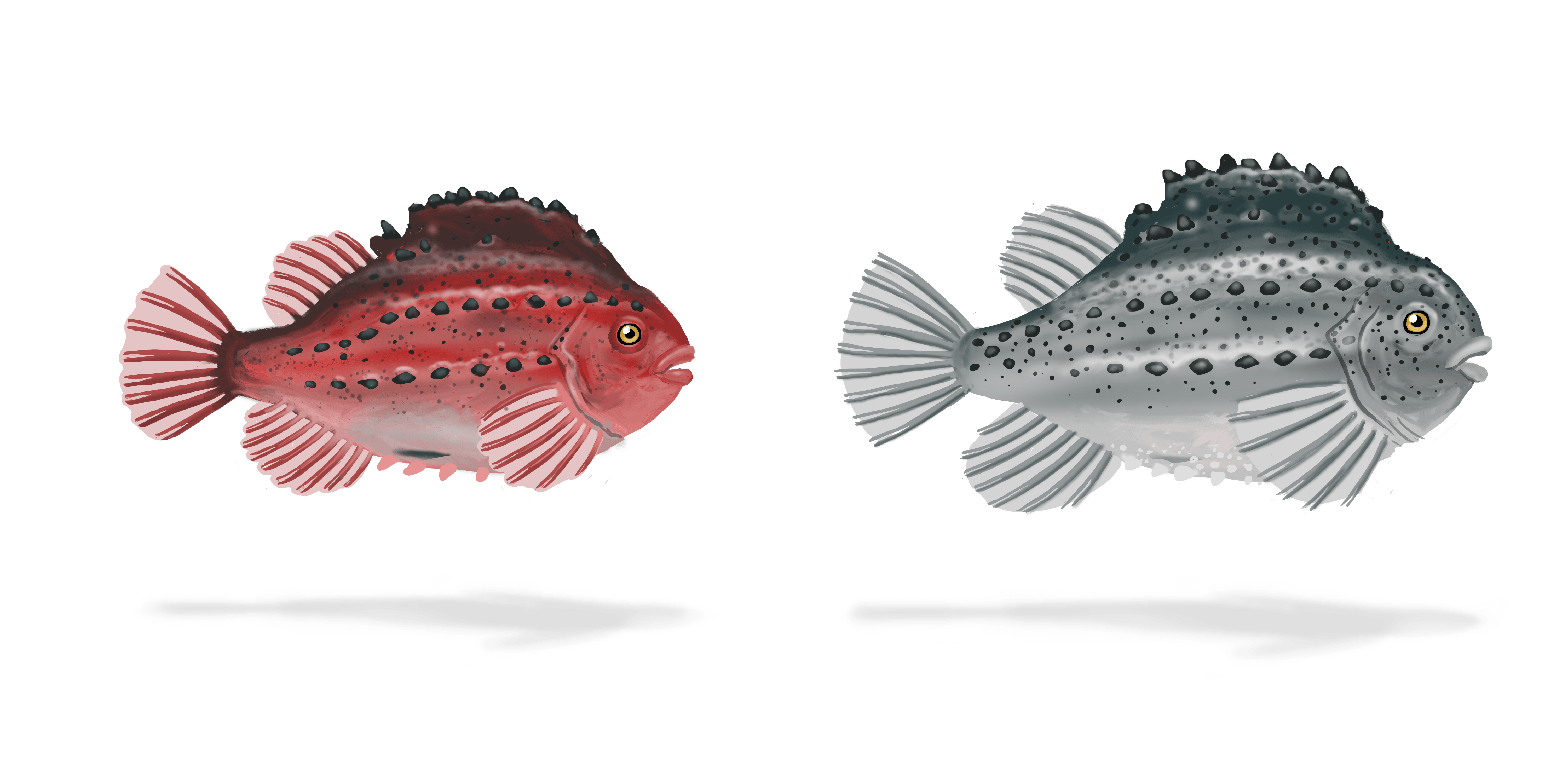 Colour illustration of two lumpfish.