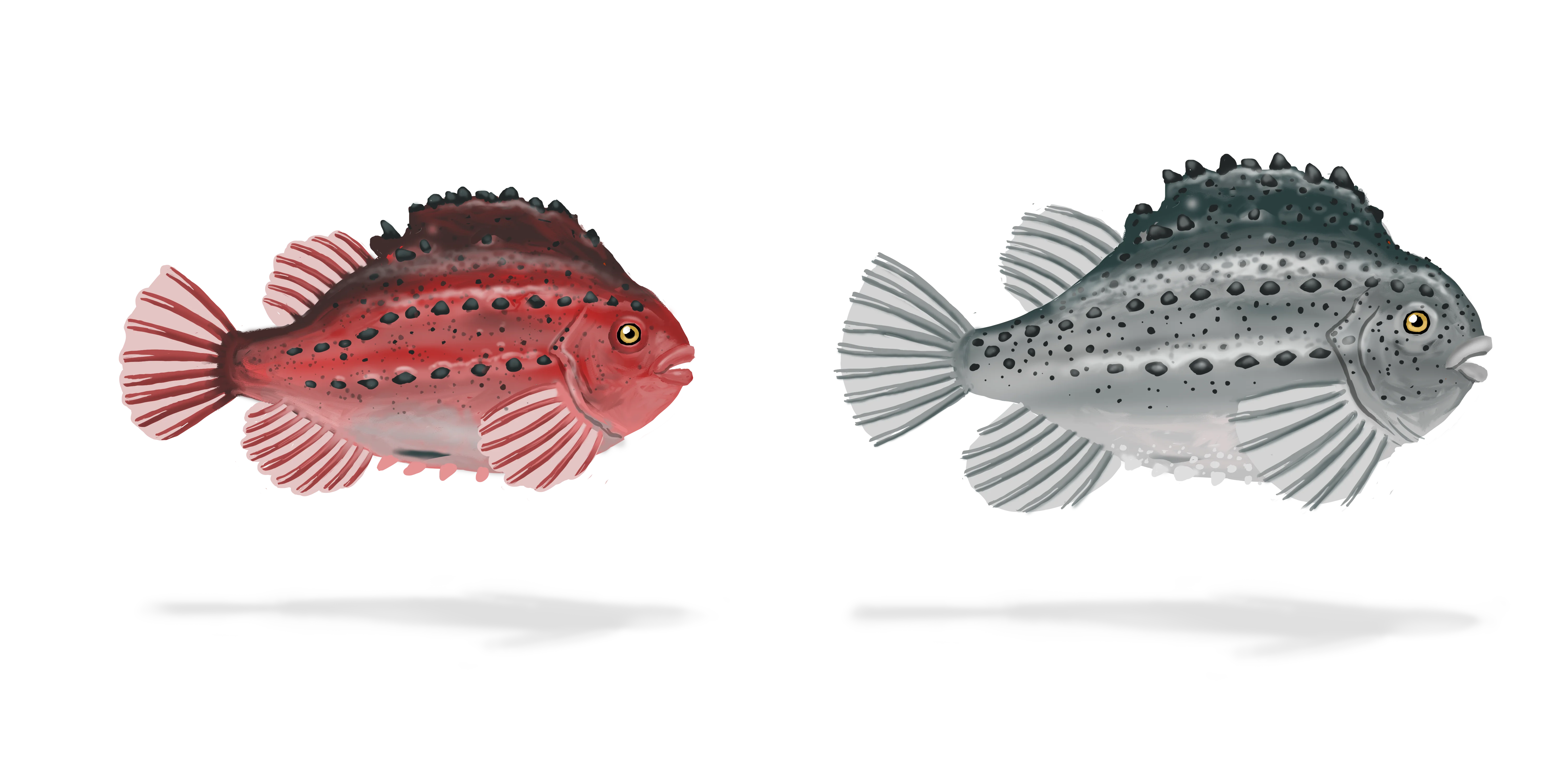 Colour illustration of two lumpfish.