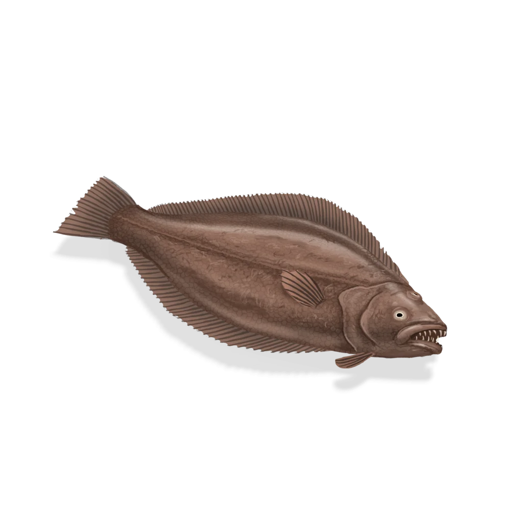 Colour illustration of a Greenland halibut.