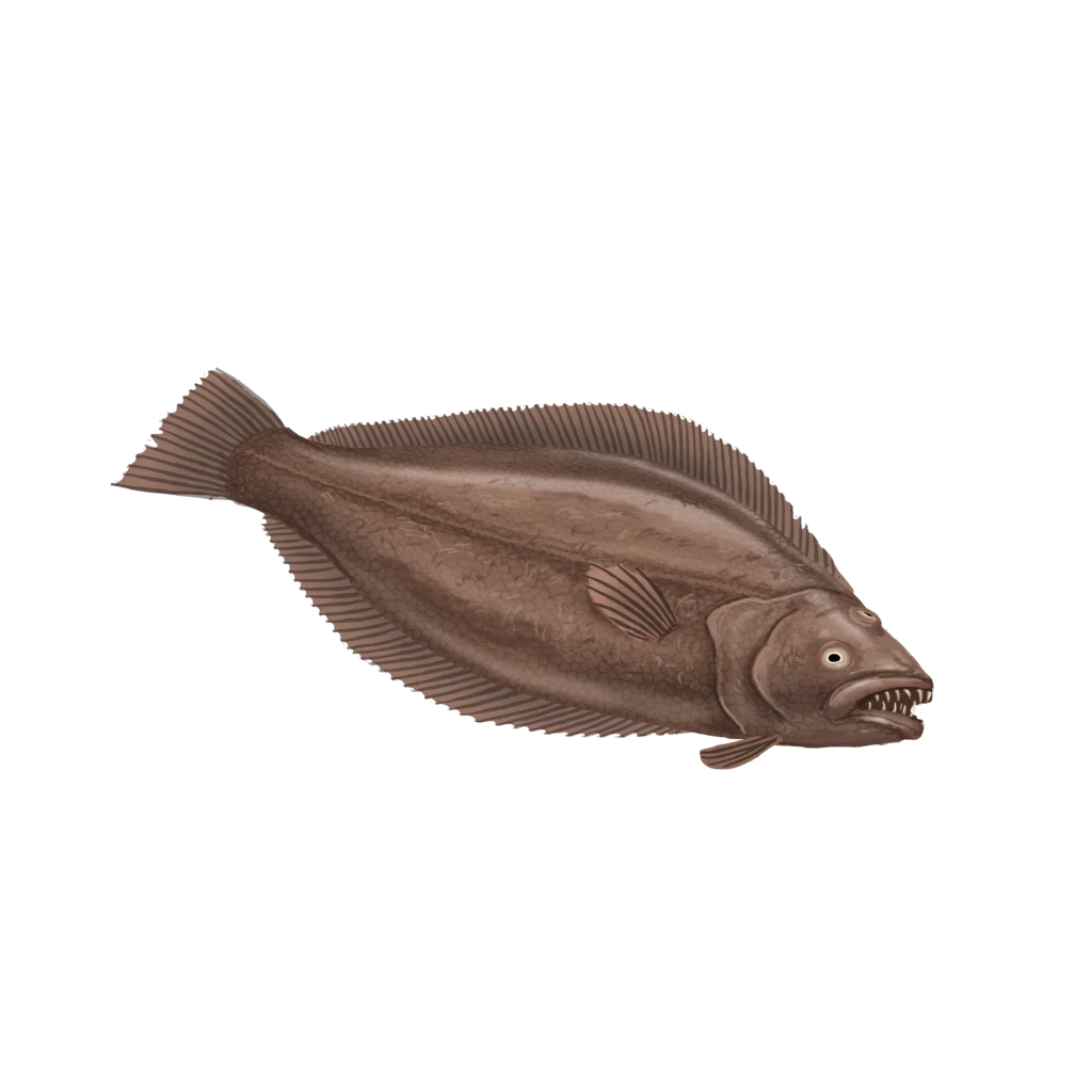 Colour illustration of a Greenland halibut.
