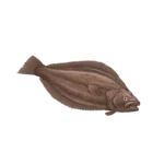 Colour illustration of a Greenland halibut.