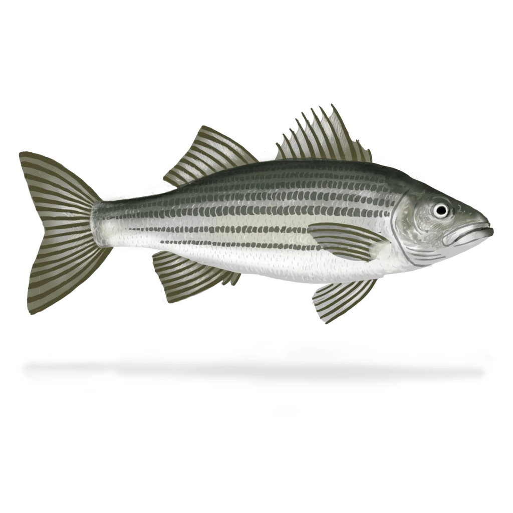 Colour illustration of a striped bass.