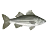 Colour illustration of a striped bass.