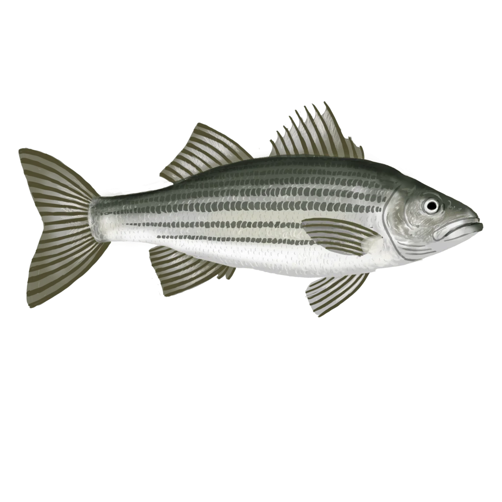 Colour illustration of a striped bass.