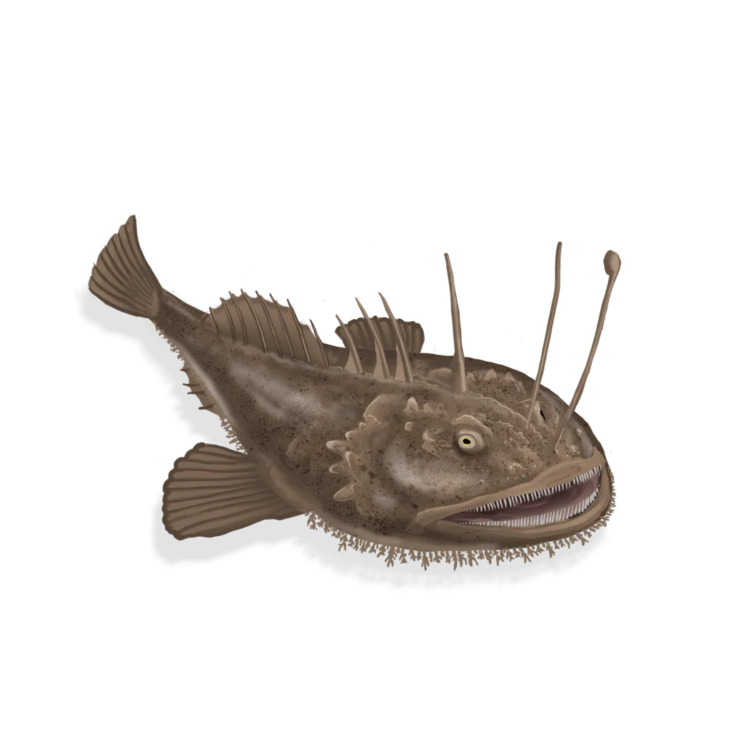 Colour illustration of a monkfish.