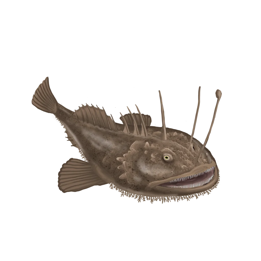 Colour illustration of a monkfish.