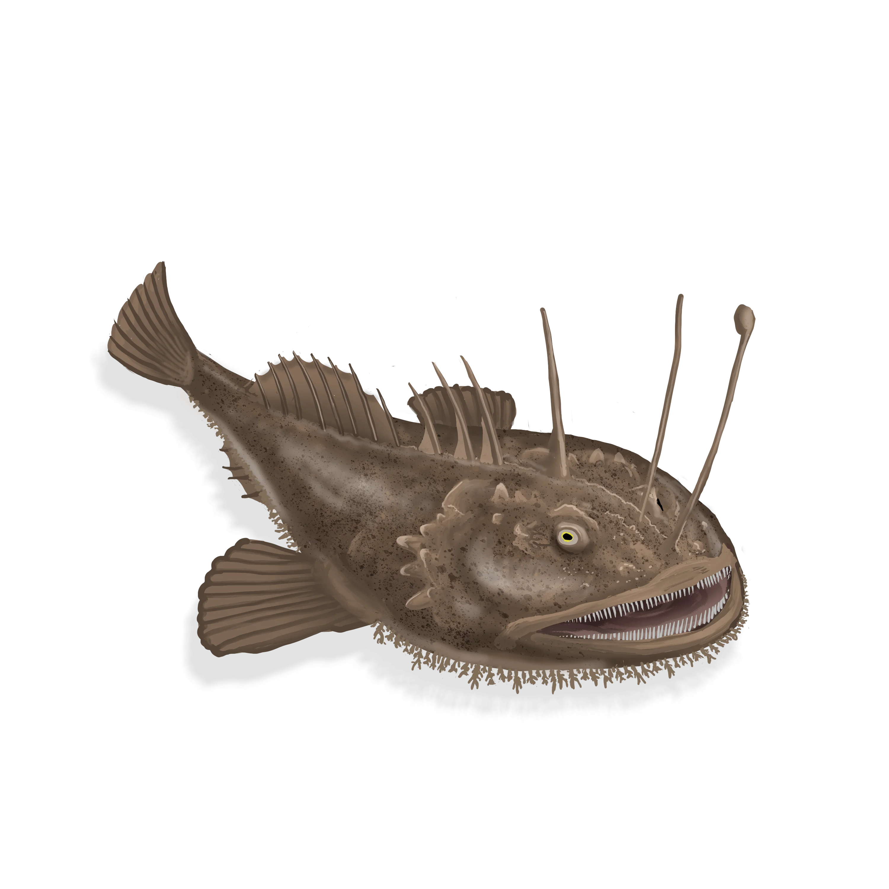 Illustration couleur d'une baudroie d'Amérique.