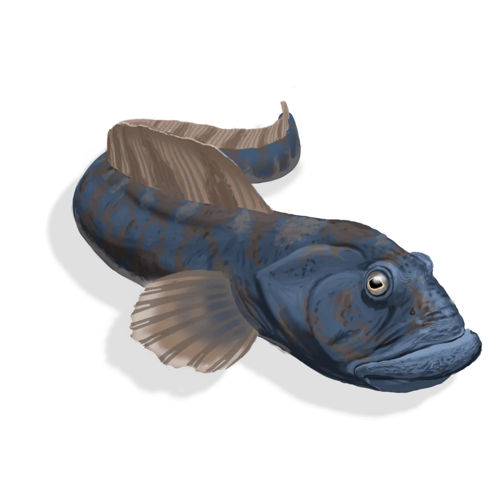 Colour illustration of an ocean pout.