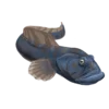 Colour illustration of an ocean pout.
