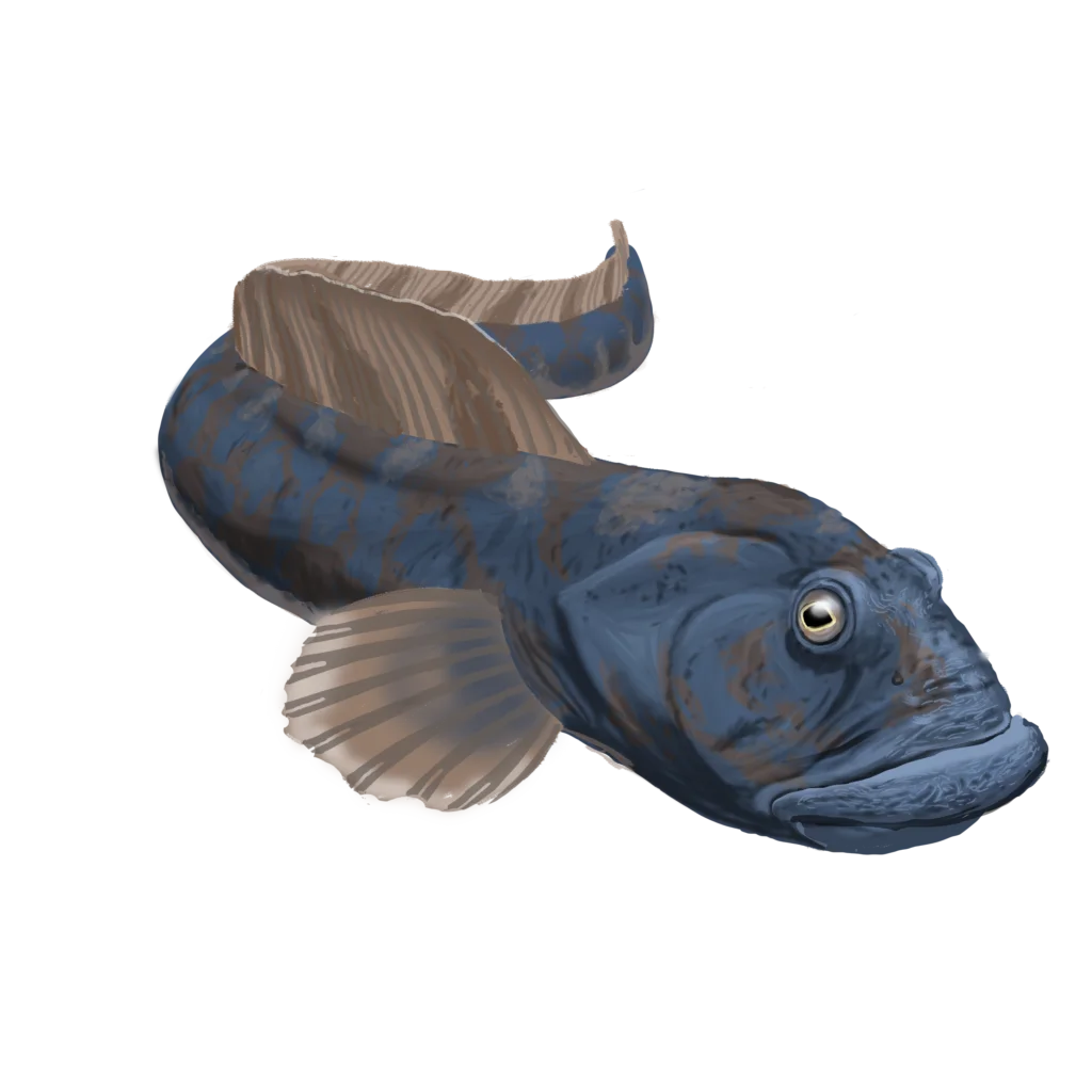 Colour illustration of an ocean pout.