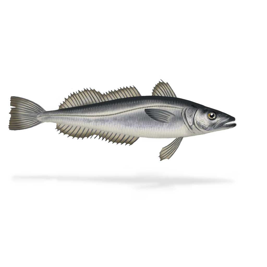 Colour illustration of a silver hake.