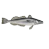 Colour illustration of a silver hake.