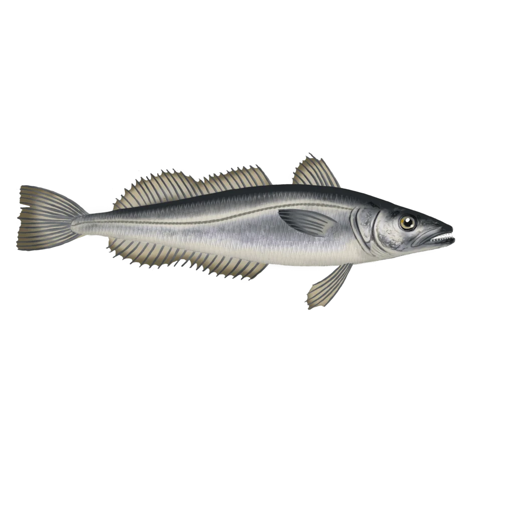 Colour illustration of a silver hake.