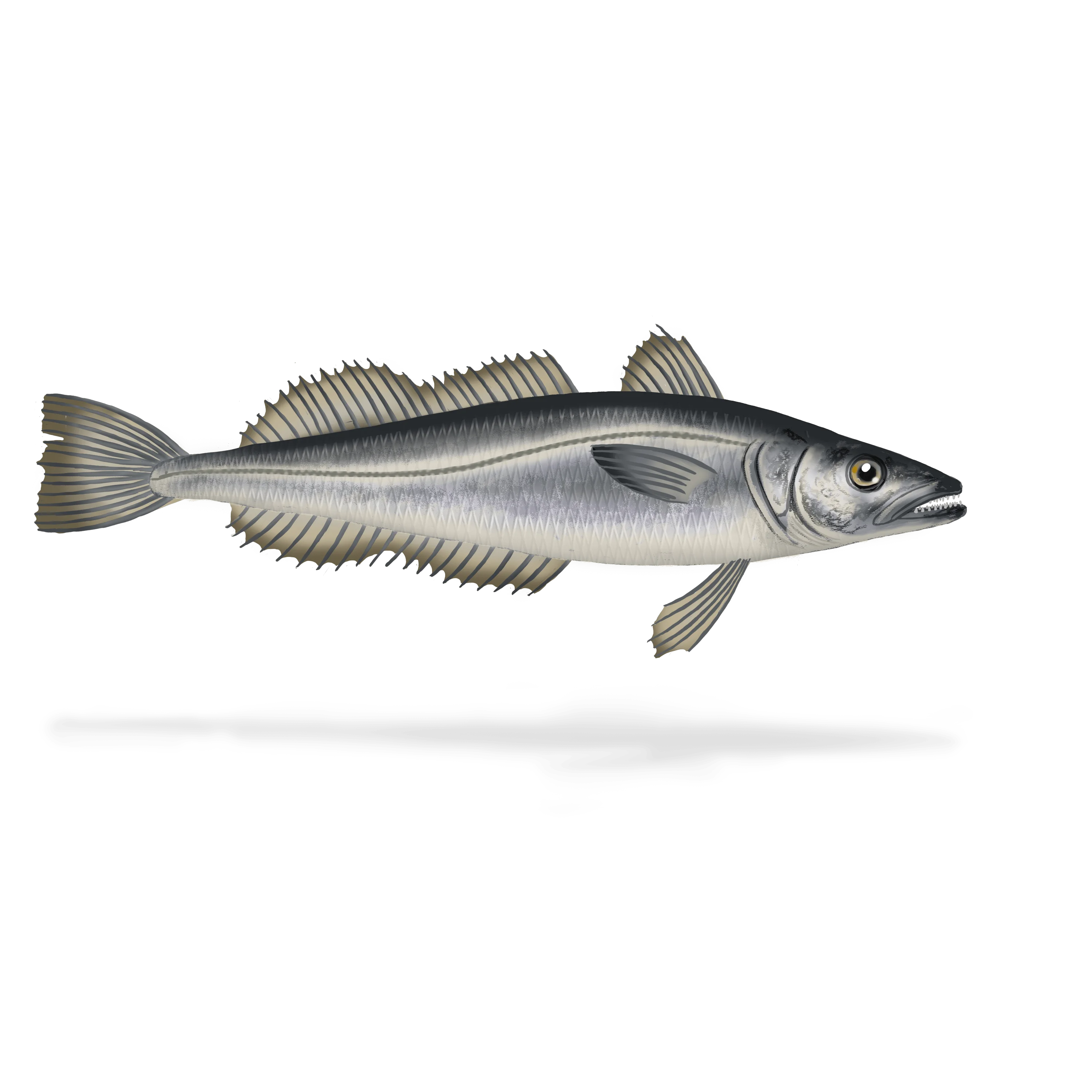 Colour illustration of a silver hake.