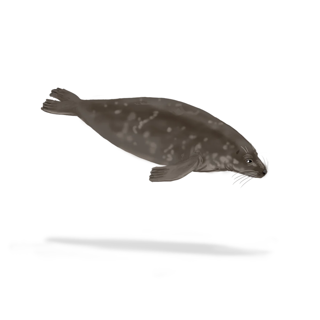 Colour illustration of a grey seal.