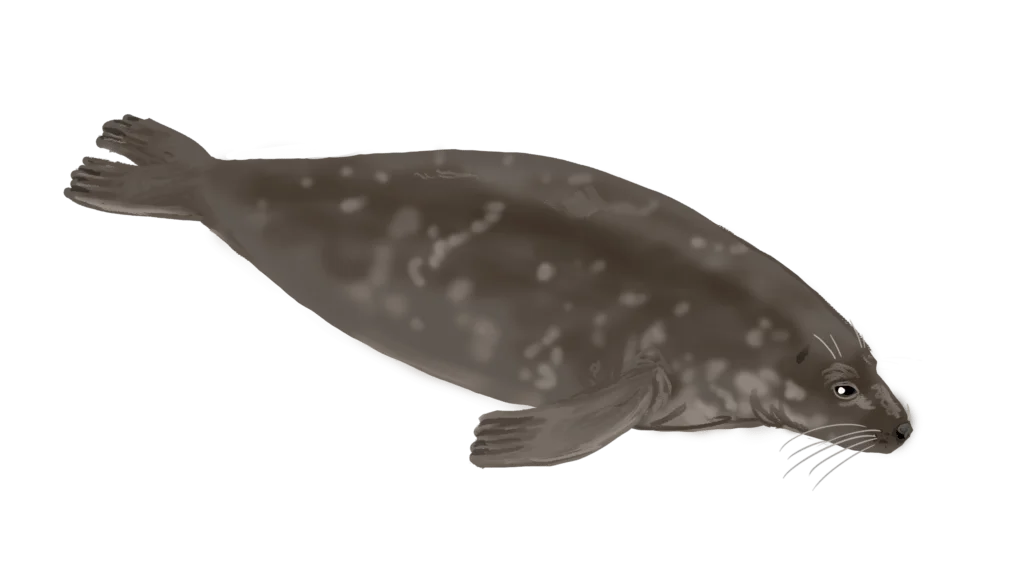 Colour illustration of a grey seal.