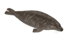 Colour illustration of a grey seal.