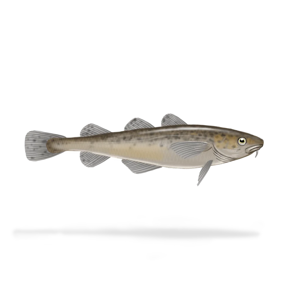 Colour illustration of a tomcod.