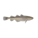 Colour illustration of a tomcod.