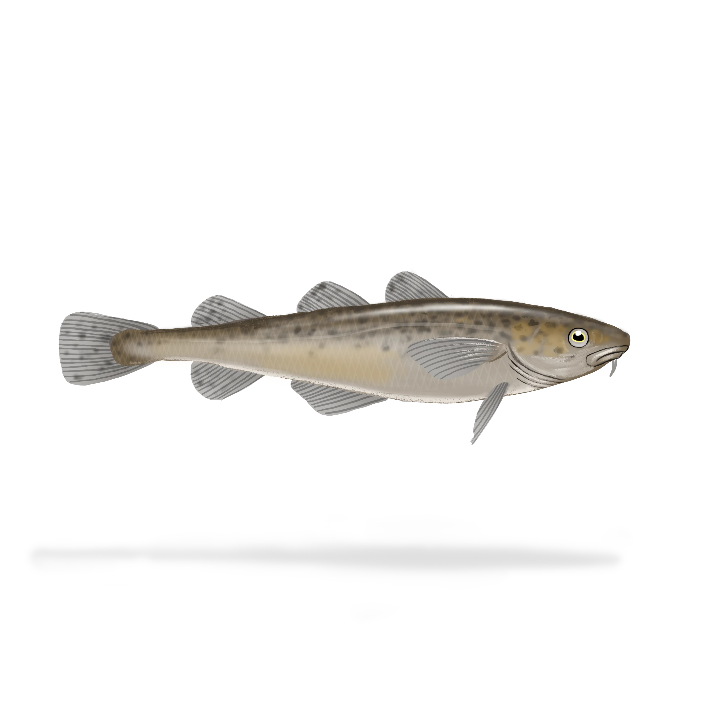 Colour illustration of a tomcod.