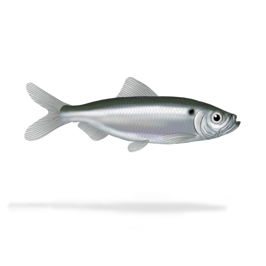Colour illustration of a alewife.