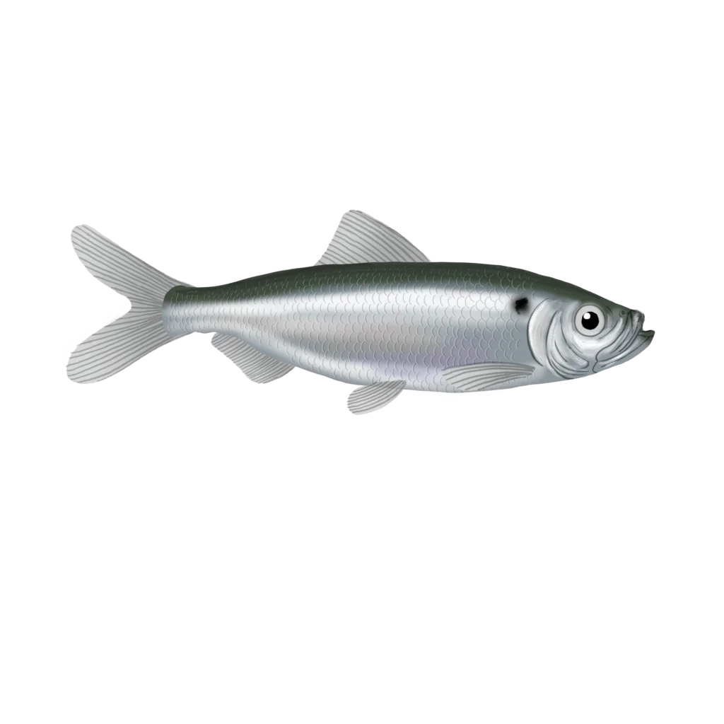 Colour illustration of an alewife.