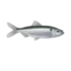 Colour illustration of an alewife.