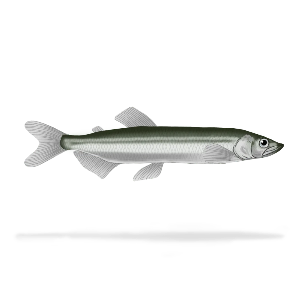 Colour illustration of a capelin.