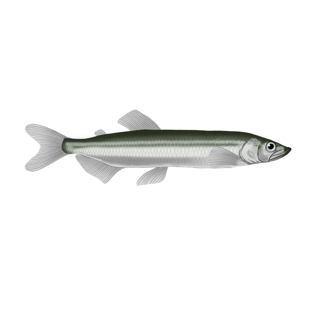 Colour illustration of a capelin.