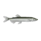 Colour illustration of a capelin.
