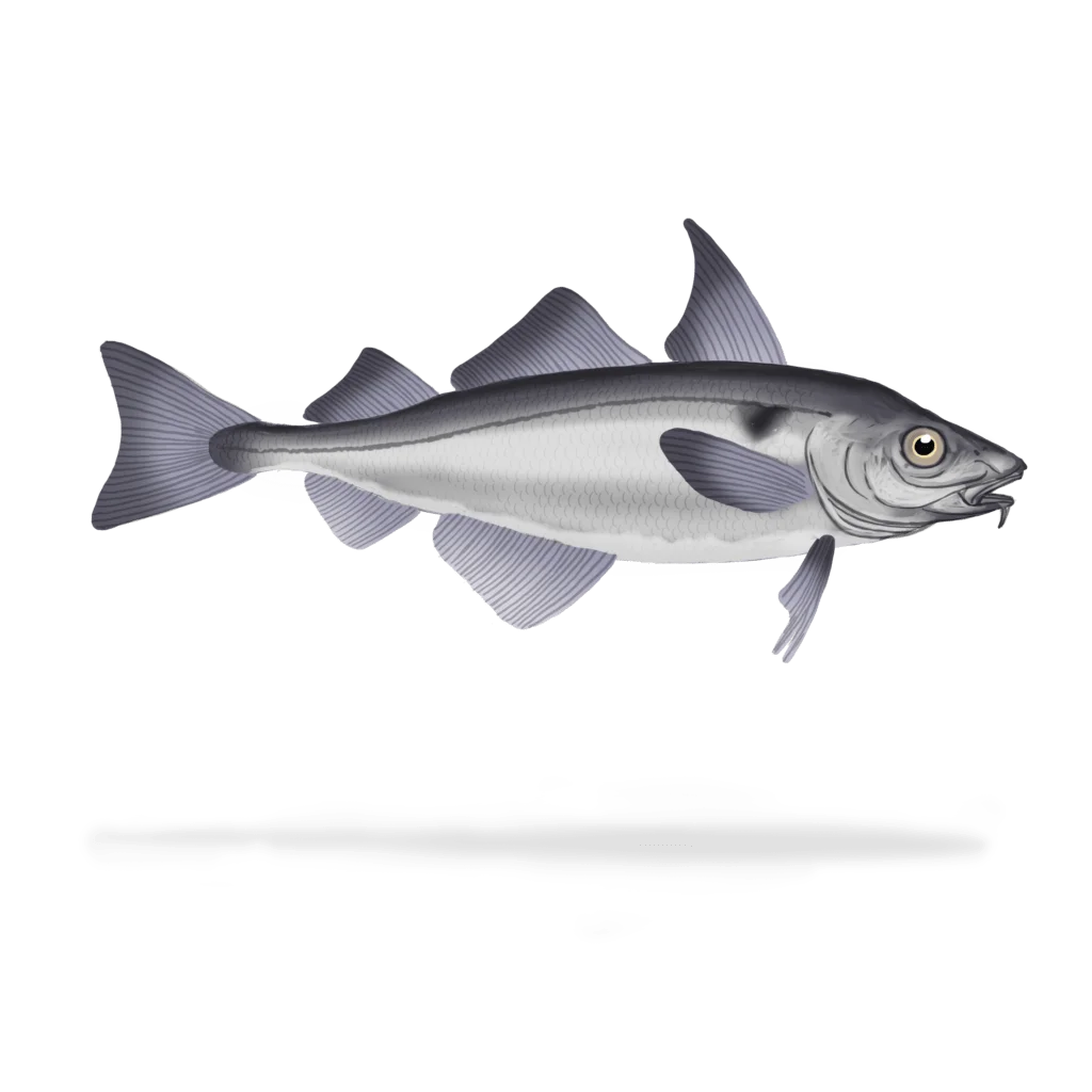 Colour illustration of a haddock.