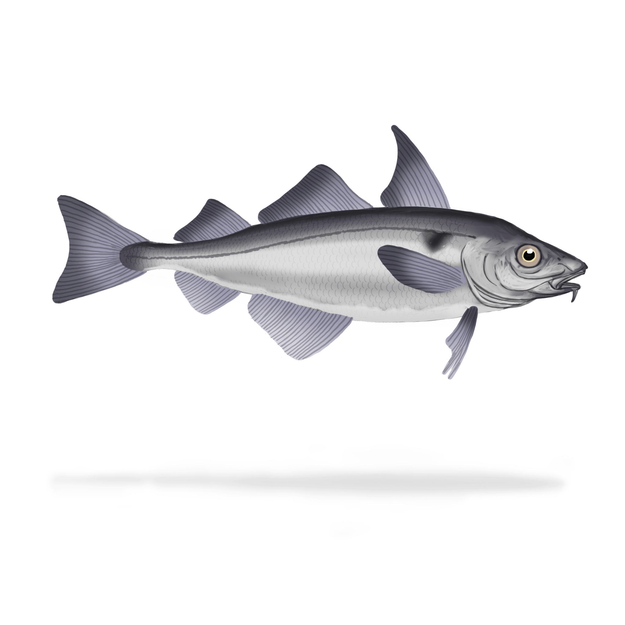 Haddock A WAVE OF FLAVOURS haddock-a-wave-of-flavours