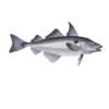 Colour illustration of a haddock.