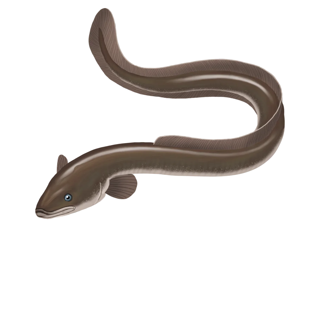 Colour illustration of an American eel.